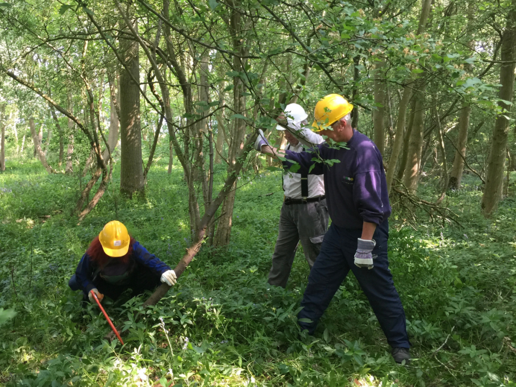 Three adults in a forest wearing hard hats. One is crouching sawing the base of a small tree and the others are holding the tree.